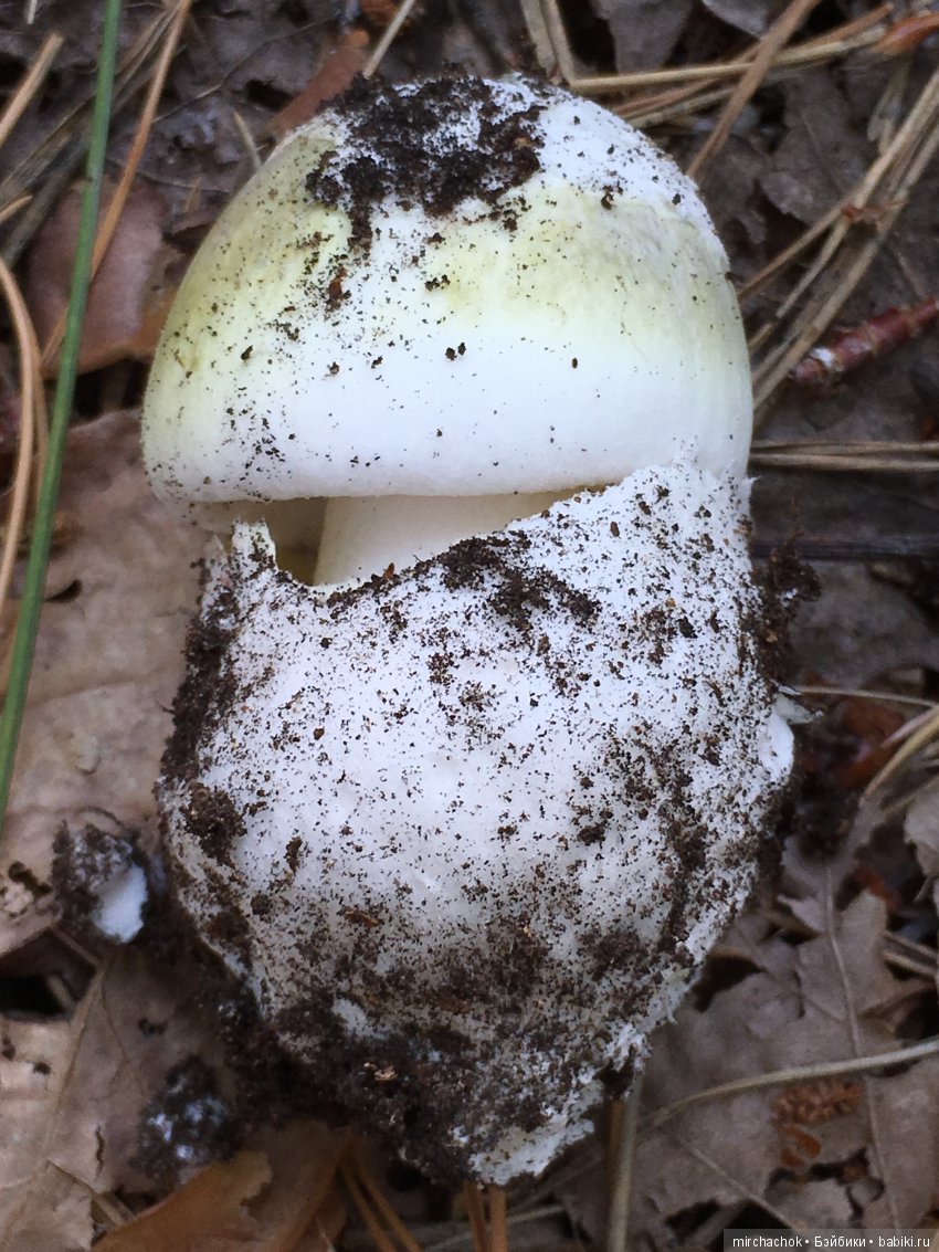 Данька побил собственный рекорд по сбору грибов (фото 4)