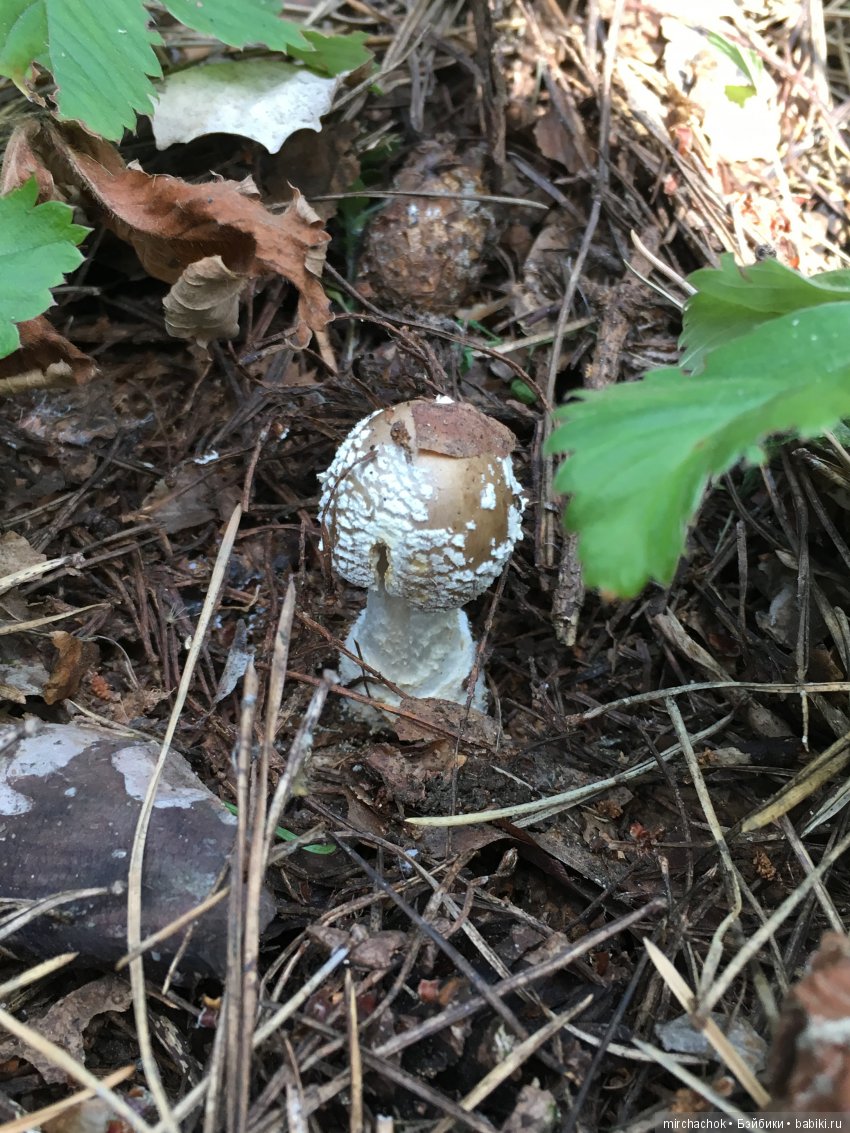 Данька побил собственный рекорд по сбору грибов (фото 6)