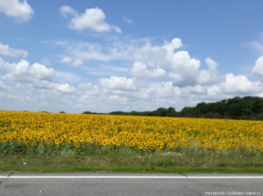 Данька побил собственный рекорд по сбору грибов