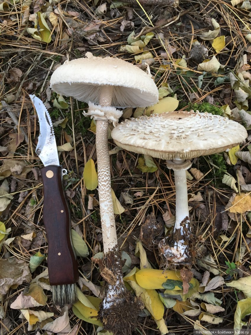 Гошина грибалка — Куклы D'Anton Jos (Д'Антон Джос): характерные