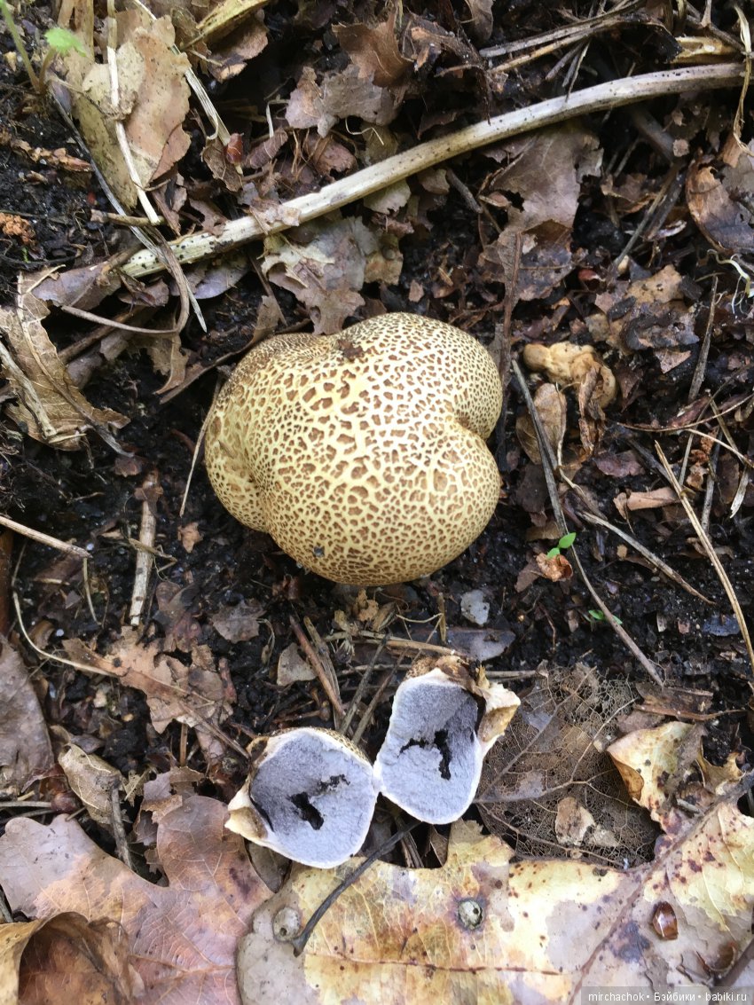 В погоне за дождиком а ещё небольшой урок по «грибологии» от Даньки
