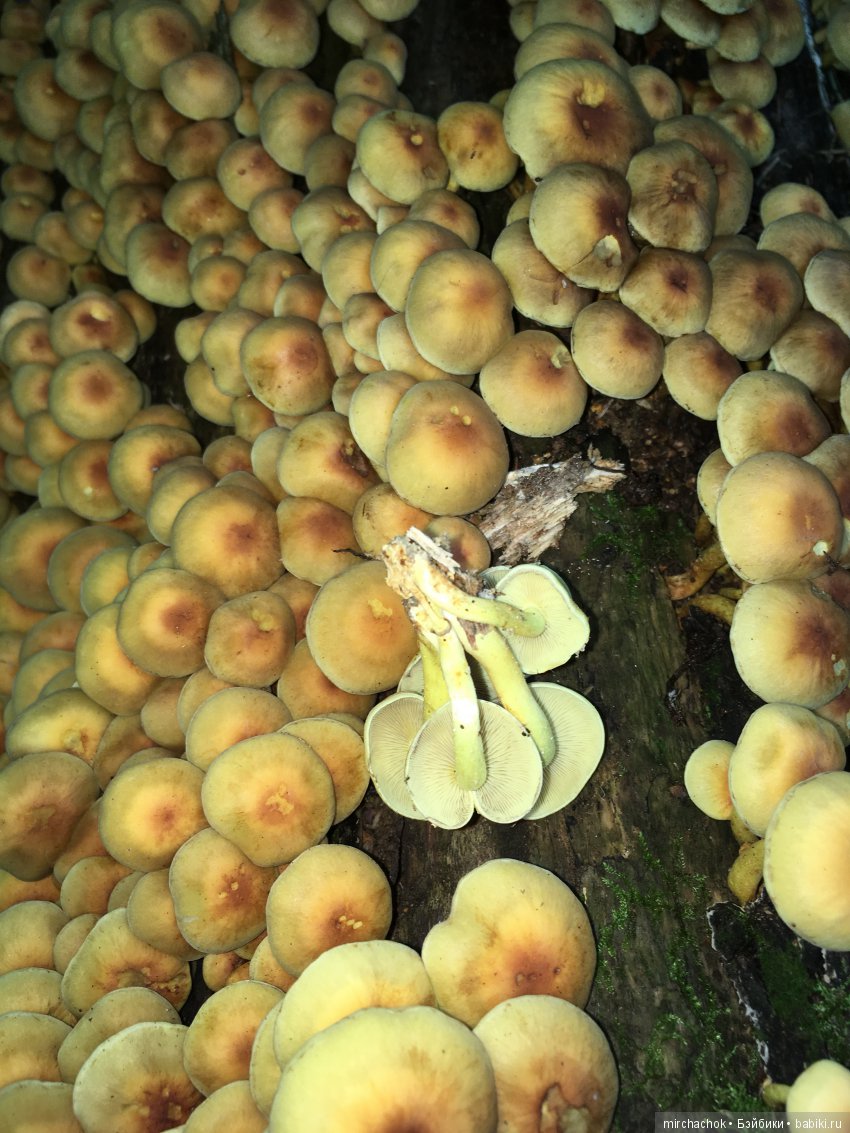 В погоне за дождиком а ещё небольшой урок по «грибологии» от Даньки (фото 4)