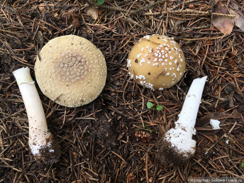 В погоне за дождиком а ещё небольшой урок по «грибологии» от Даньки