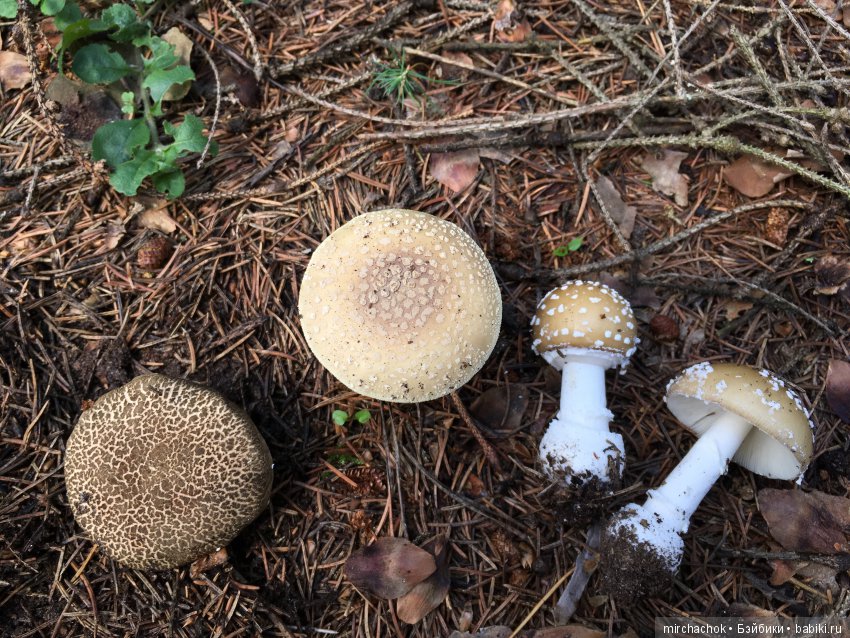 В погоне за дождиком а ещё небольшой урок по «грибологии» от Даньки