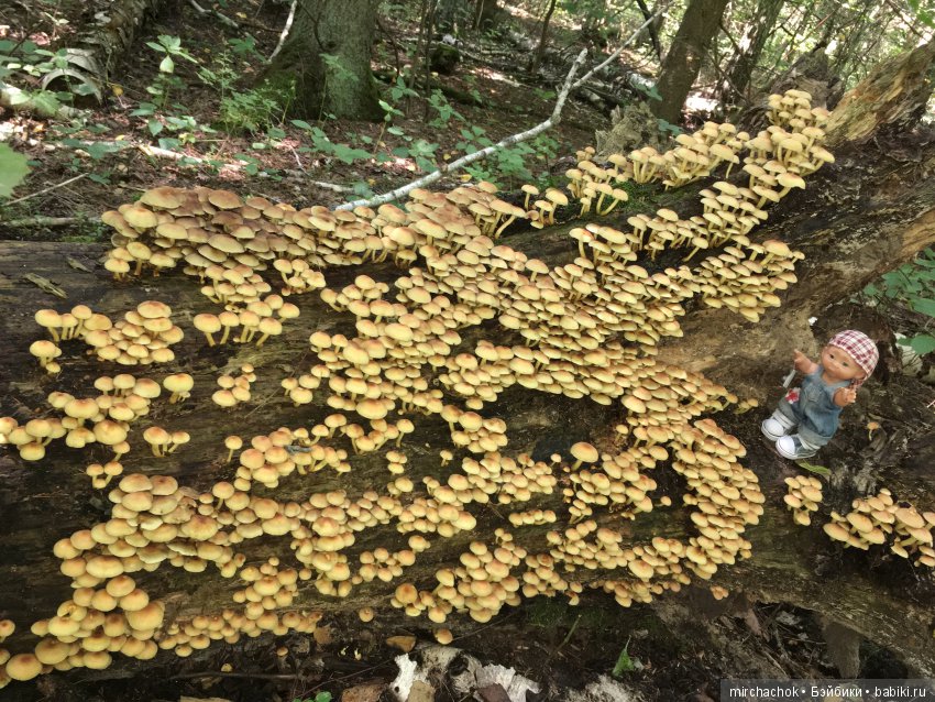 В погоне за дождиком а ещё небольшой урок по «грибологии» от Даньки (фото 2)