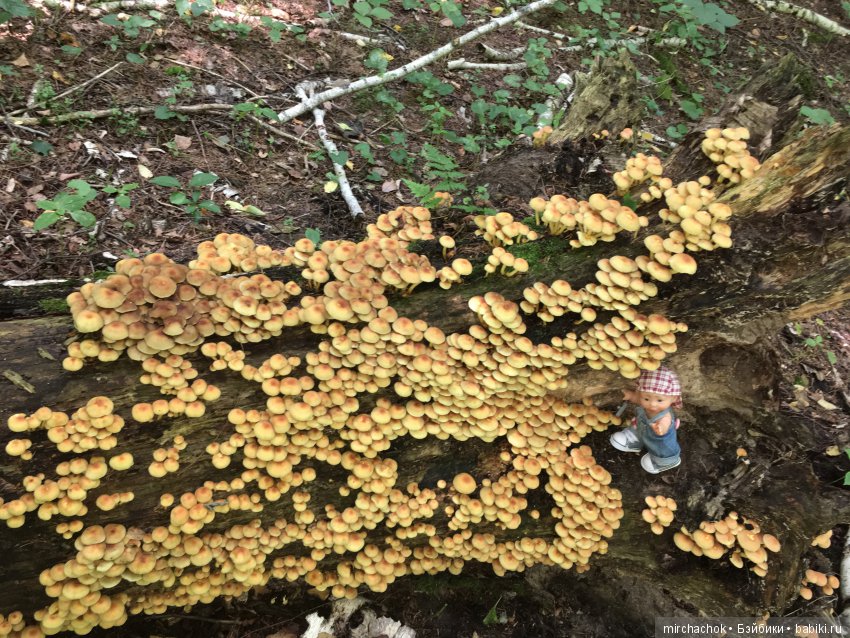 В погоне за дождиком а ещё небольшой урок по «грибологии» от Даньки (фото 3)