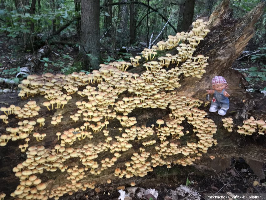 В погоне за дождиком а ещё небольшой урок по «грибологии» от Даньки
