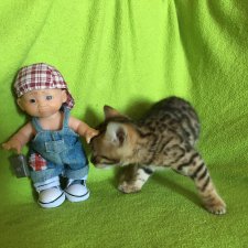 Личный леопард