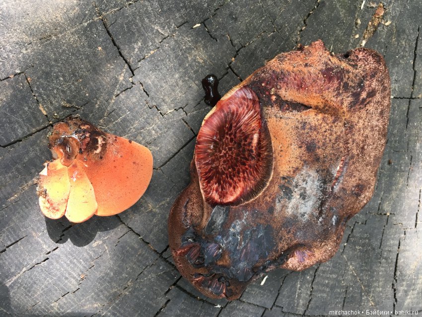 Очередная приятная встреча в лесу