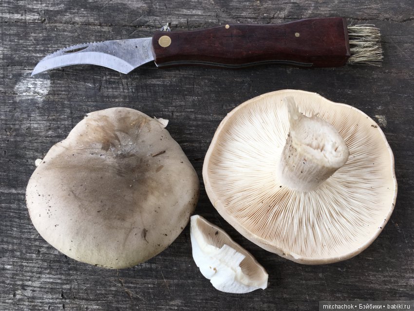 Как Данька за зонтиками ходил (фото 7)