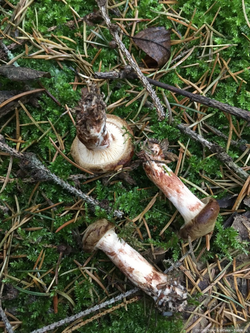 Данькина грибная школа — Куклы D'Anton Jos (Д'Антон Джос): характерные