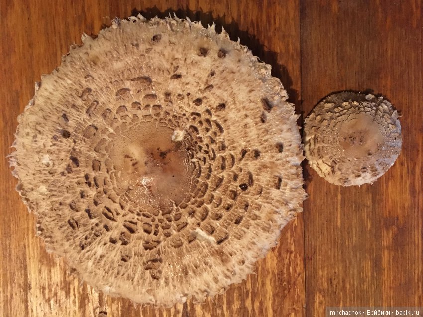 Данькина грибная школа — Куклы D'Anton Jos (Д'Антон Джос): характерные (фото 2)