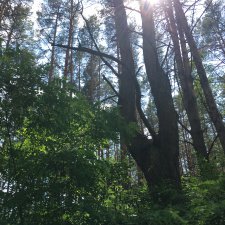 Немножко поэзии в картинках