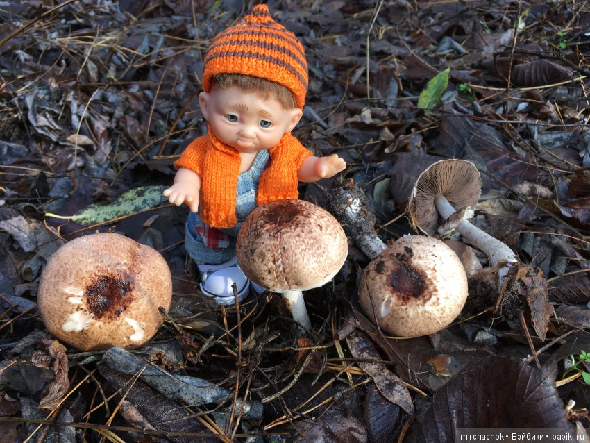 Засентябрило в Ноябре, засентябрило