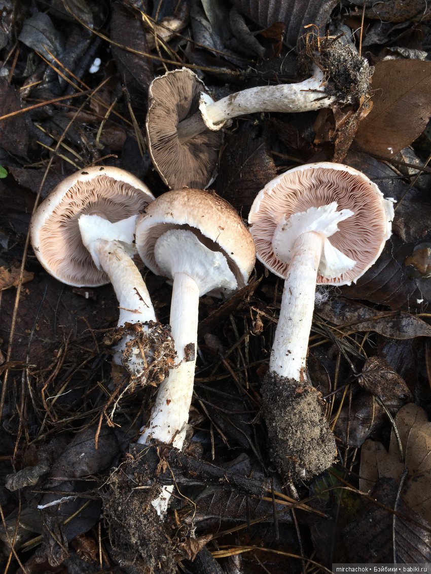 Засентябрило в Ноябре, засентябрило