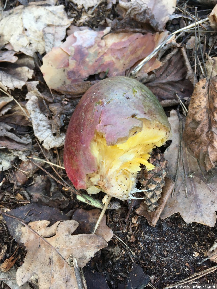 Зимняя грибалка — Куклы D'Anton Jos (Д'Антон Джос): характерные (фото 2)