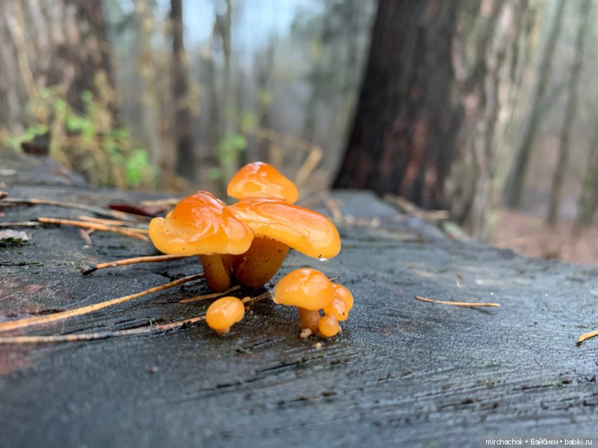 Продолжение Рождественского банкета (фото 8)