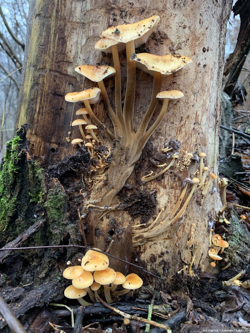 Продолжение Рождественского банкета (фото 10)