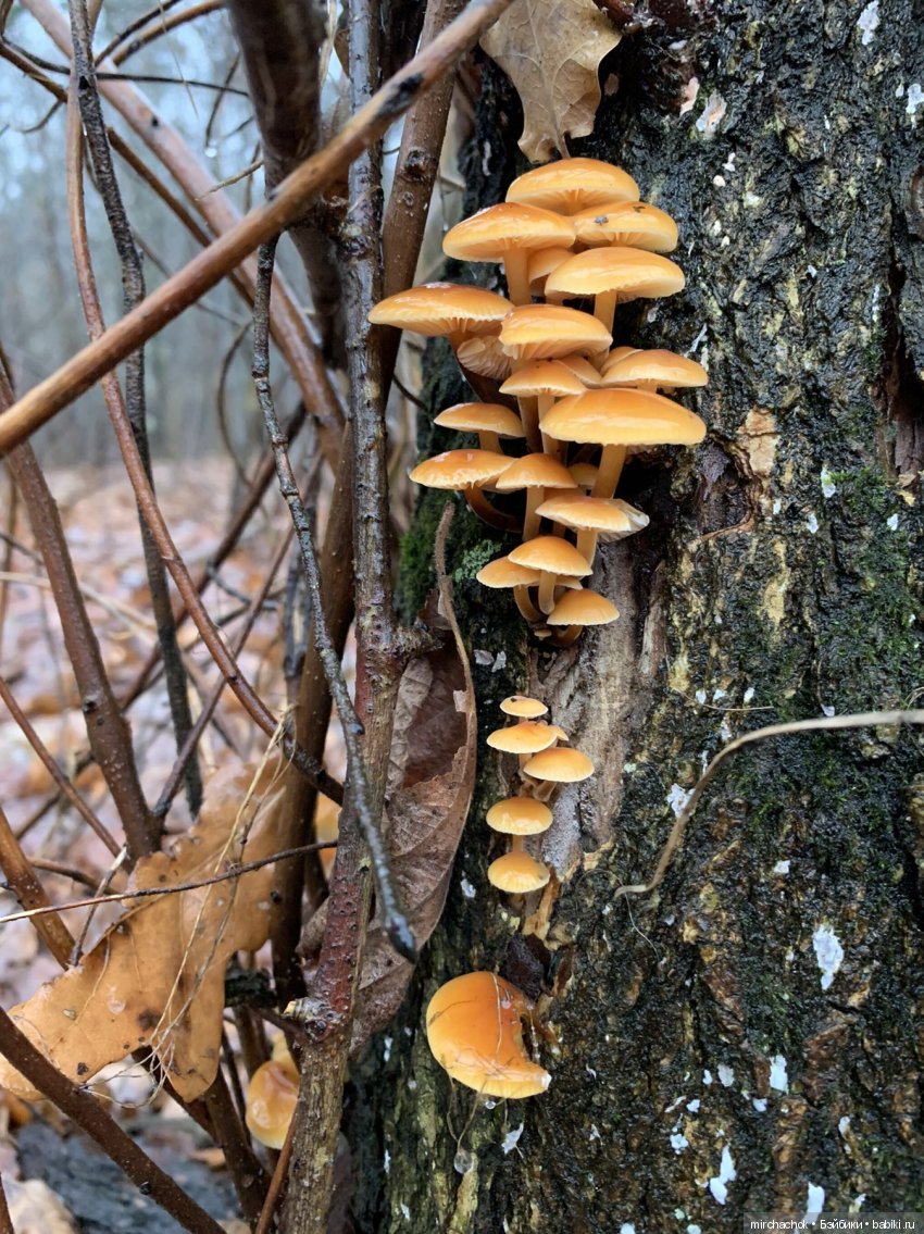 Продолжение Рождественского банкета (фото 9)