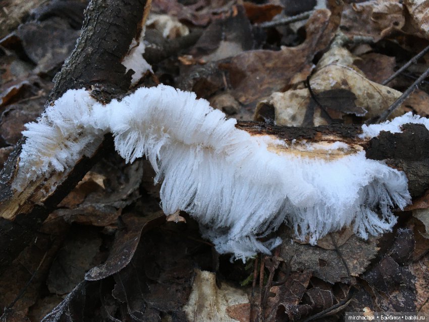Прогулка под тёплым январским дождём