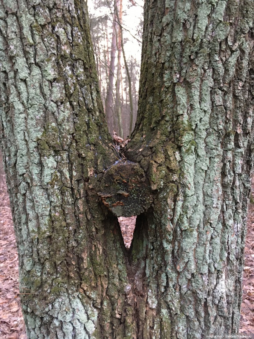 Прогулка под тёплым январским дождём (фото 8)