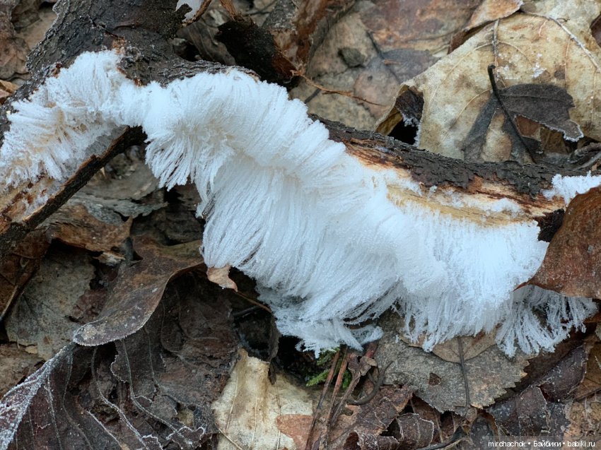 Прогулка под тёплым январским дождём