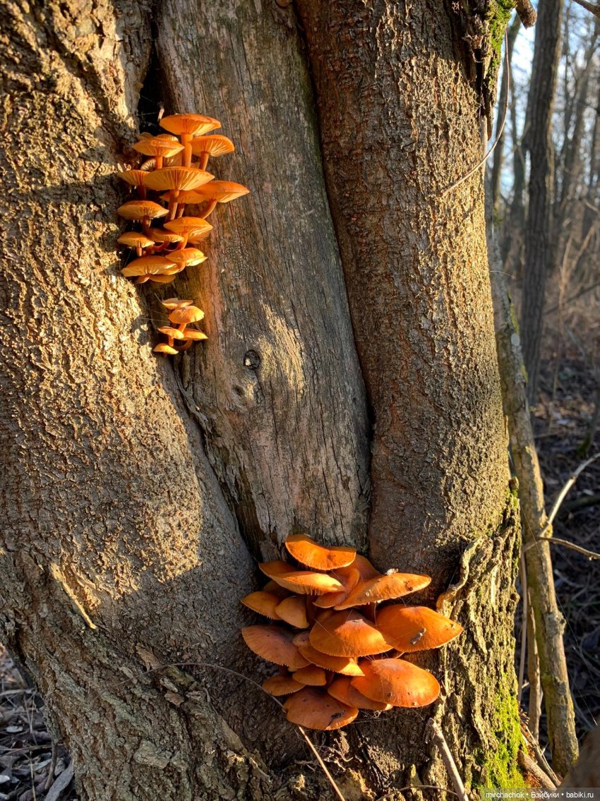 Прогулка под тёплым январским дождём (фото 9)