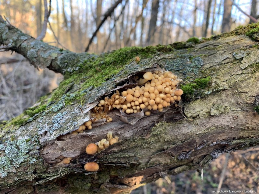 Прогулка под тёплым январским дождём
