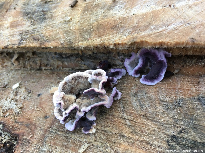 Прогулка под тёплым январским дождём