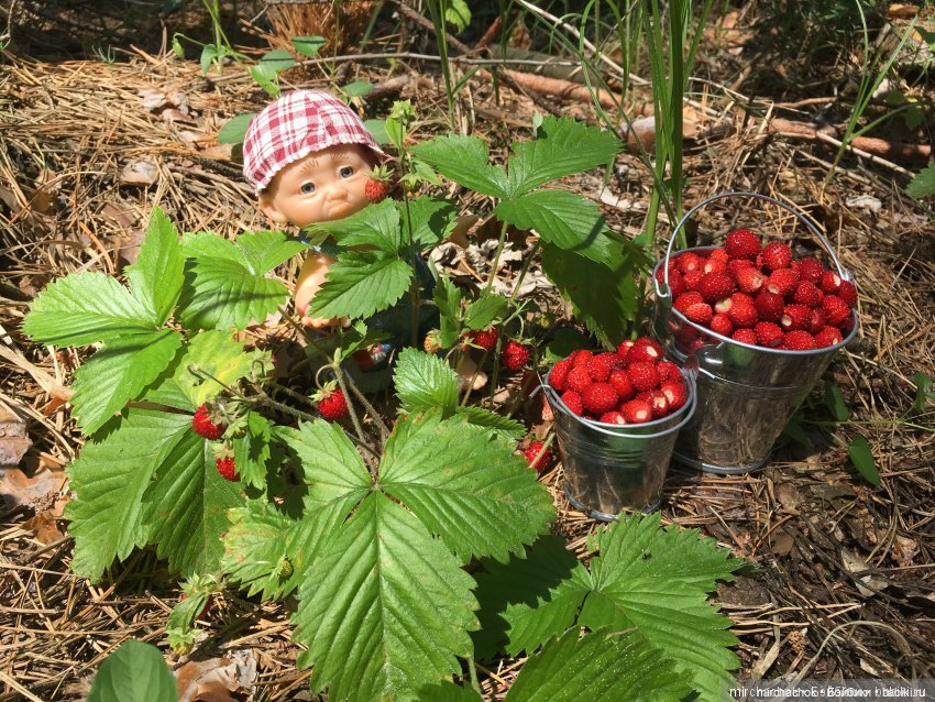 Данька-грибник! Как это было (фото 8)