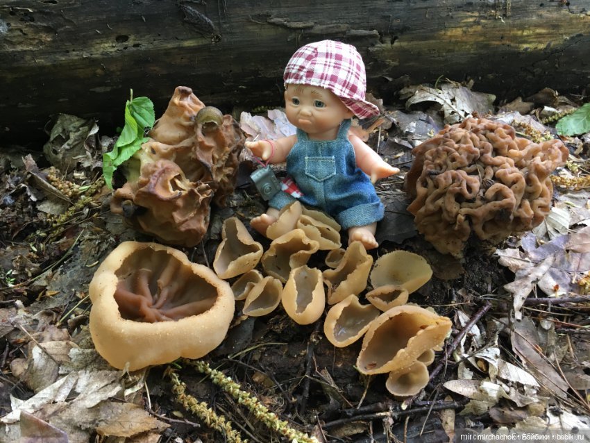 Данька-грибник! Как это было (фото 5)