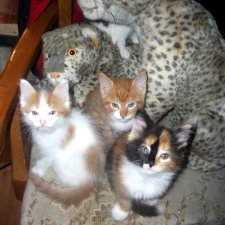 Уж сколько их упало в эту бездну!...