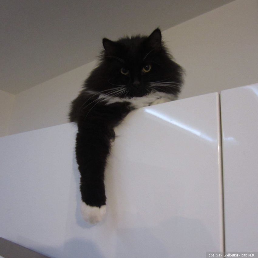 Гаррик-мой любимый кот _2 | Бэйбики Гаррик-мой любимый кот _2 (фото 3)