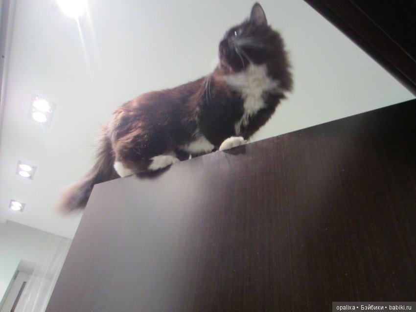 Гаррик-мой любимый кот _2 | Бэйбики Гаррик-мой любимый кот _2