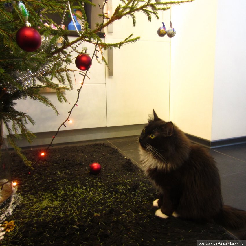 Гаррик-мой любимый кот _2 | Бэйбики Гаррик-мой любимый кот _2 (фото 4)