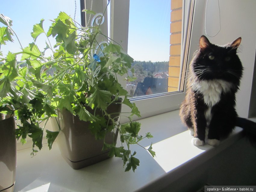 Гаррик-мой любимый кот _2 | Бэйбики Гаррик-мой любимый кот _2