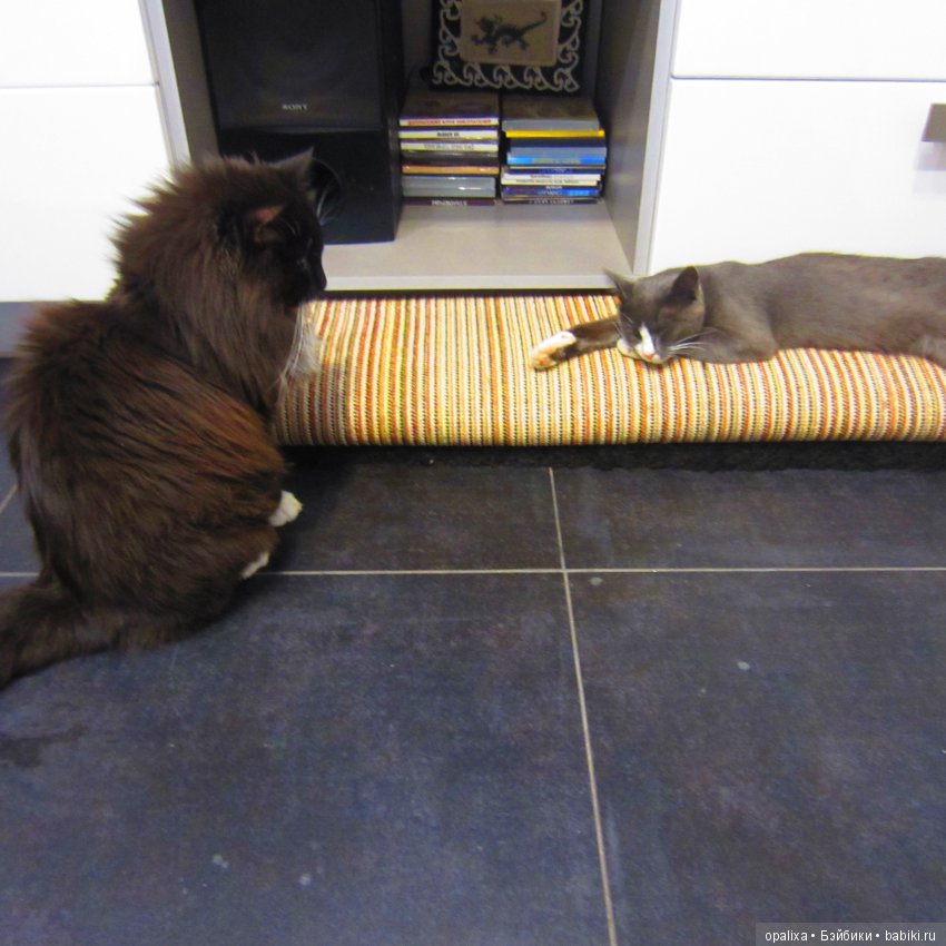 Гаррик-мой любимый кот _2 | Бэйбики Гаррик-мой любимый кот _2