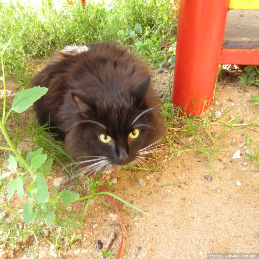 Гаррик-мой любимый кот _2 | Бэйбики Гаррик-мой любимый кот _2