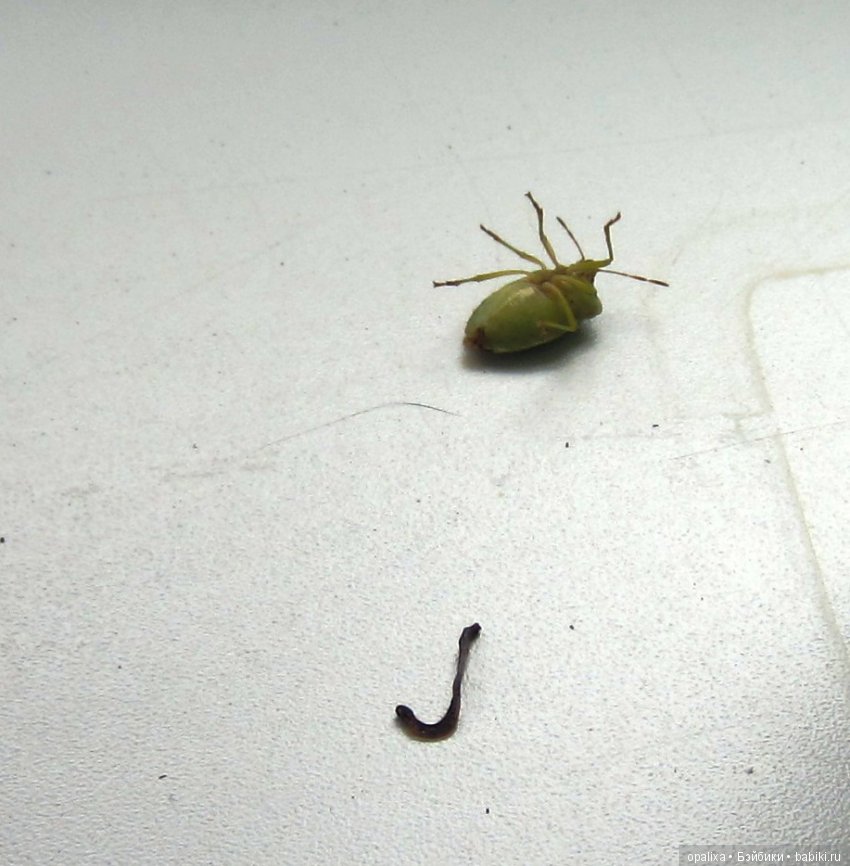 Гаррик-мой любимый кот _2 | Бэйбики Гаррик-мой любимый кот _2