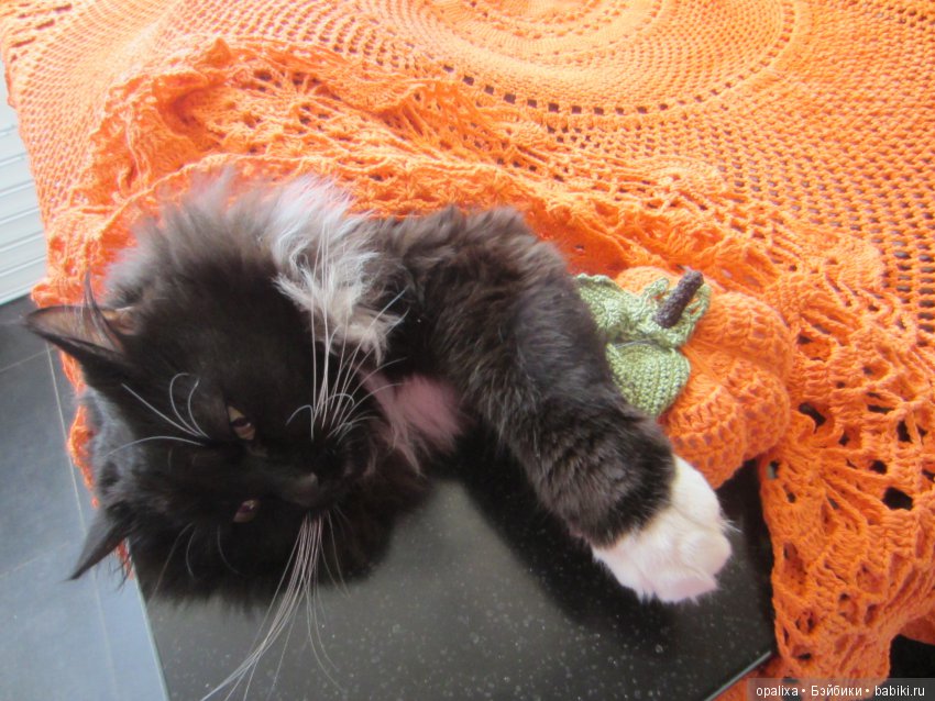 Гаррик-мой любимый кот _2 | Бэйбики Гаррик-мой любимый кот _2