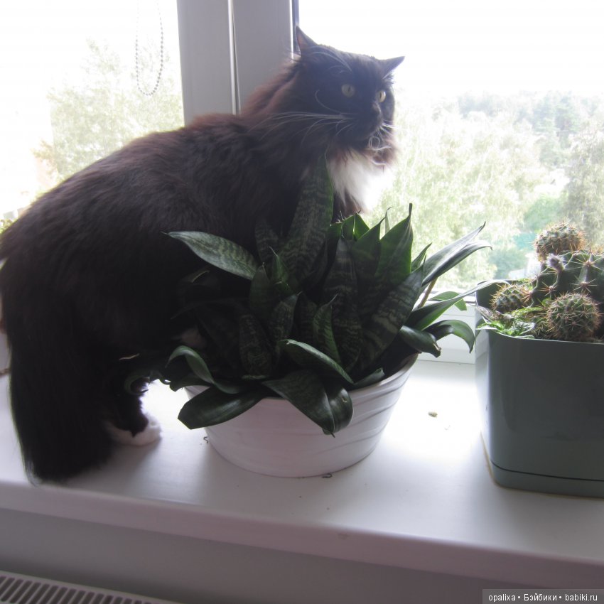 Гаррик-мой любимый кот _2 | Бэйбики Гаррик-мой любимый кот _2