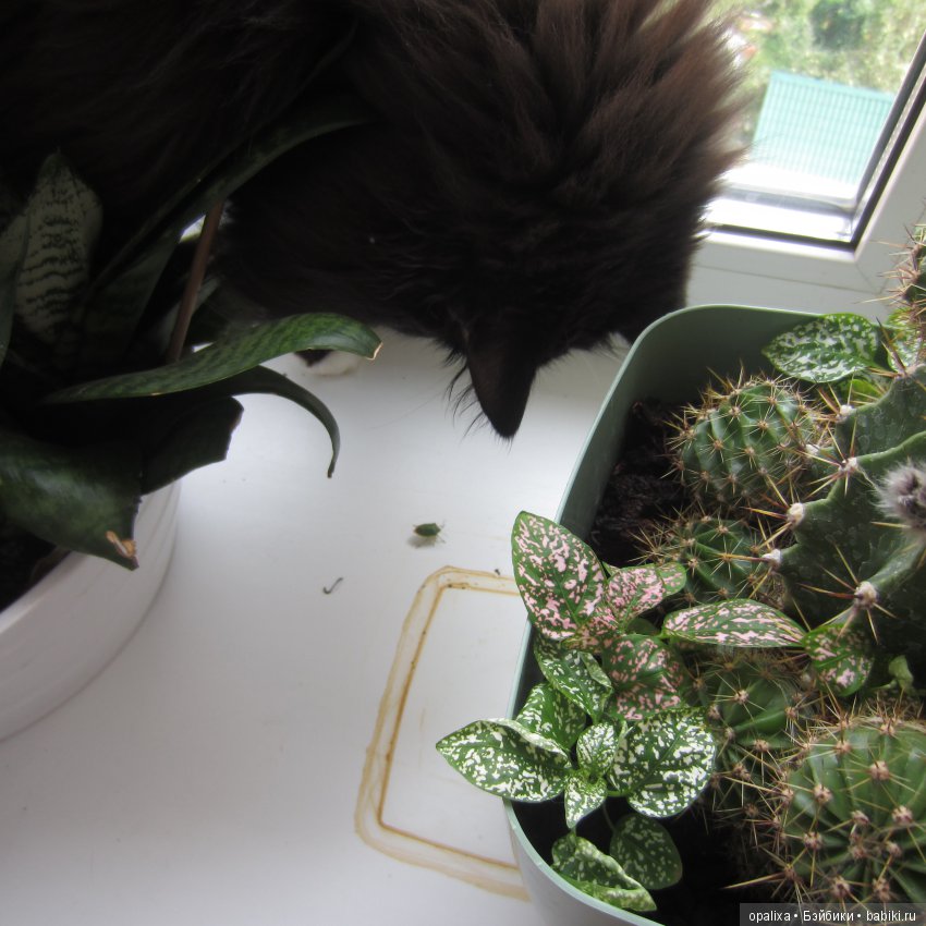 Гаррик-мой любимый кот _2 | Бэйбики Гаррик-мой любимый кот _2