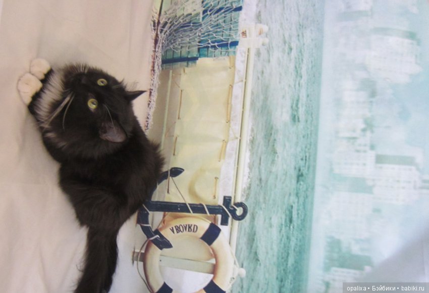 Гаррик-мой любимый кот _2 | Бэйбики Гаррик-мой любимый кот _2 (фото 8)