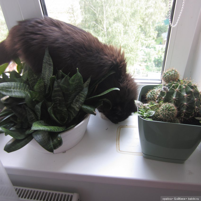 Гаррик-мой любимый кот _2 | Бэйбики Гаррик-мой любимый кот _2