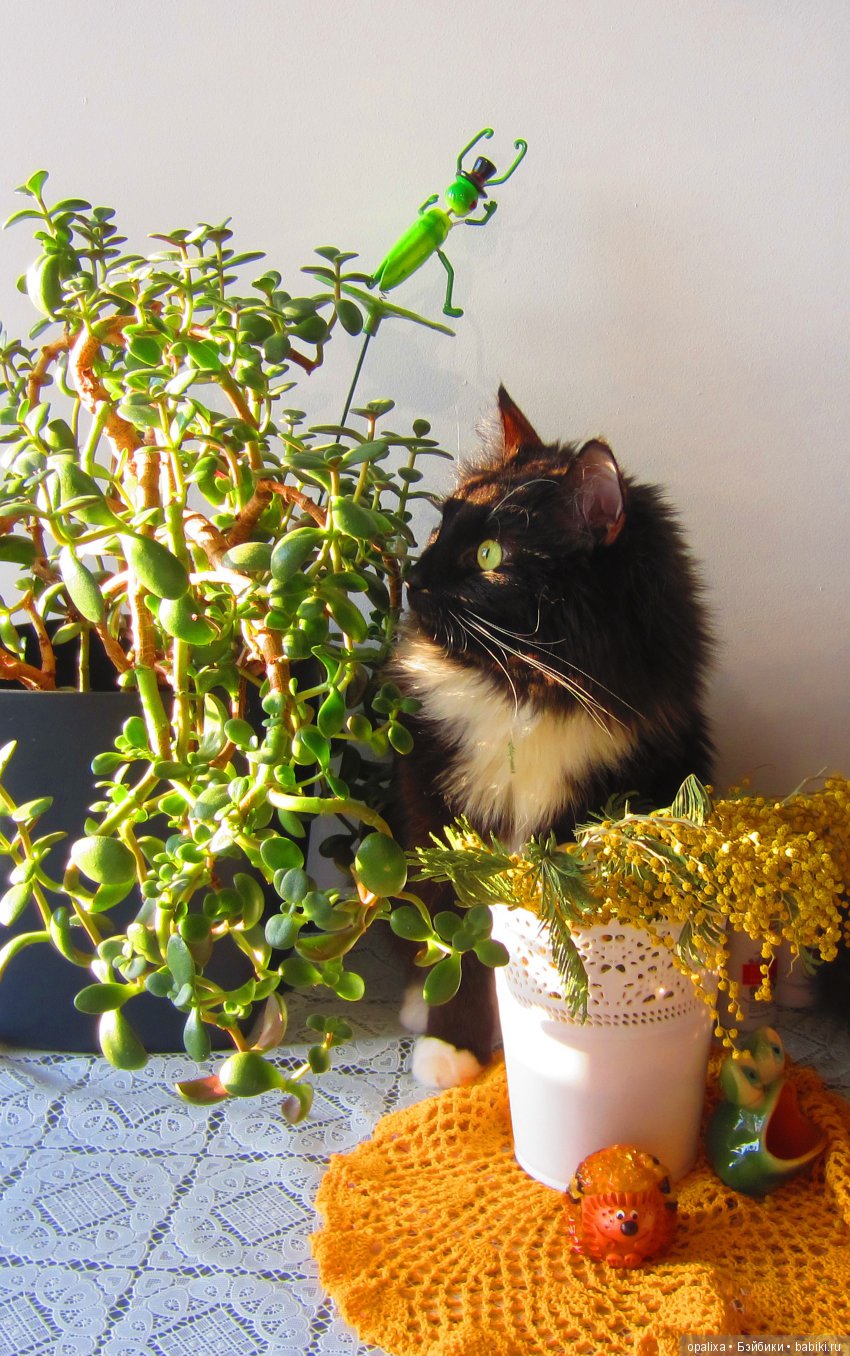 Гаррик-мой любимый кот _2 | Бэйбики Гаррик-мой любимый кот _2 (фото 9)