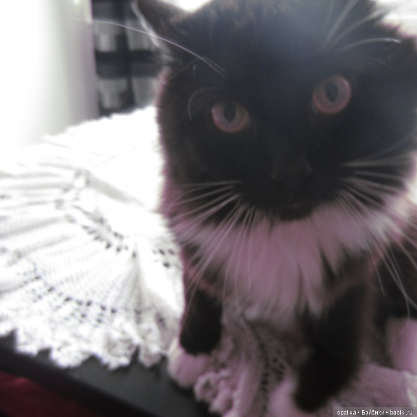 Гаррик-мой любимый кот _2 | Бэйбики Гаррик-мой любимый кот _2