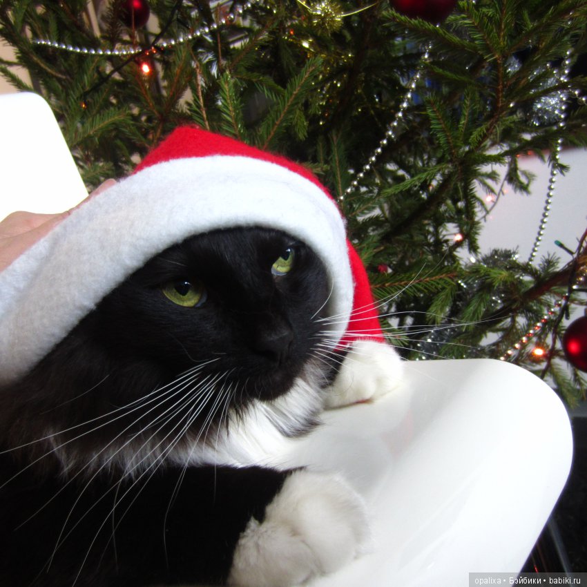 Гаррик-мой любимый кот _2 | Бэйбики Гаррик-мой любимый кот _2 (фото 5)