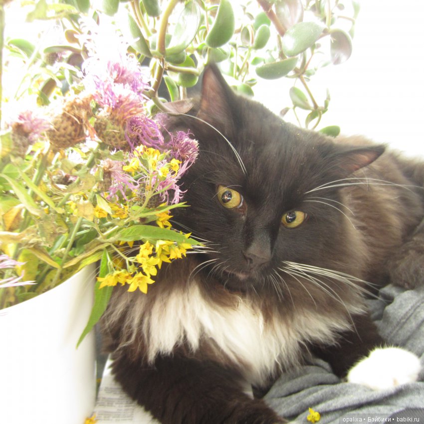 Гаррик-мой любимый кот _2 | Бэйбики Гаррик-мой любимый кот _2