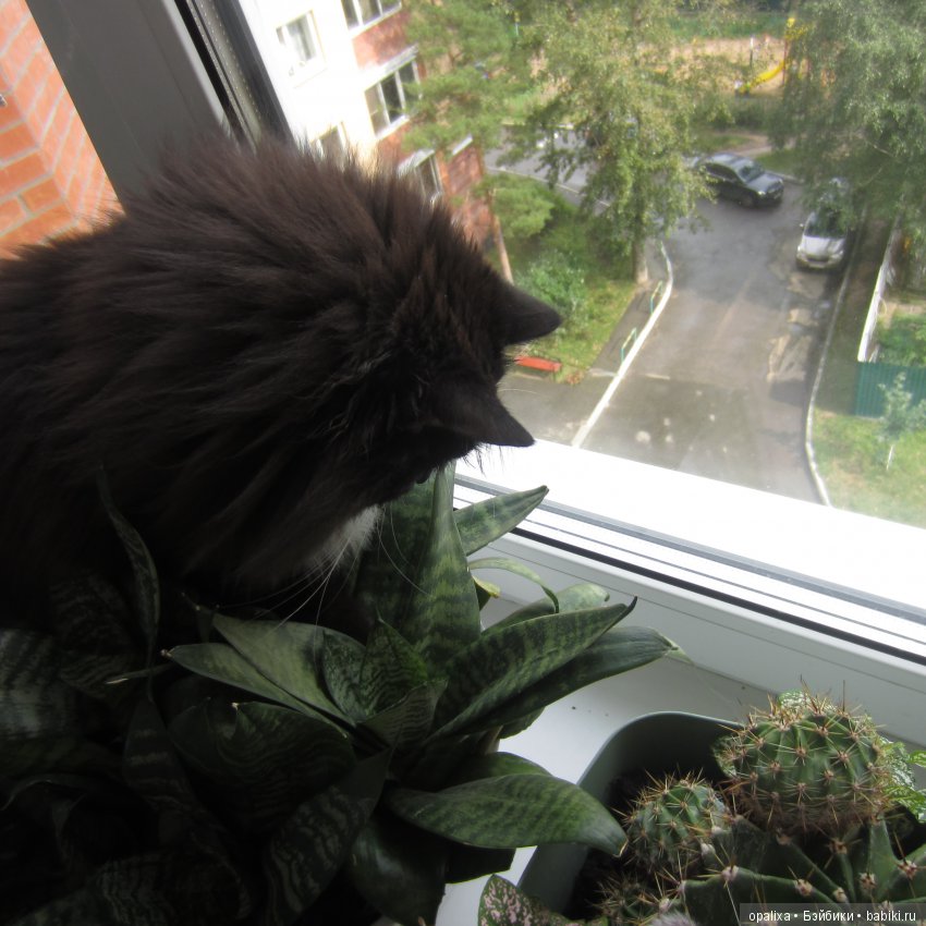 Гаррик-мой любимый кот _2 | Бэйбики Гаррик-мой любимый кот _2