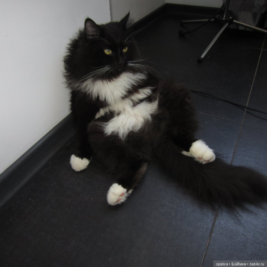 Гаррик-мой любимый кот _2 | Бэйбики Гаррик-мой любимый кот _2 (фото 2)